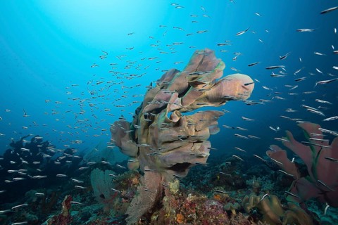 Elephant ear sponge in reef