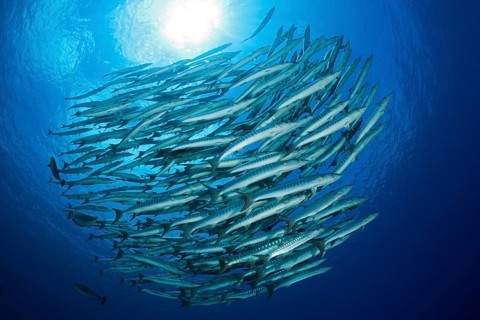 Shoal of darkfin barracudas