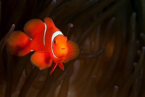 Spiny anemonefish