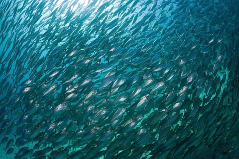 Shoal of ox-eye mackerel