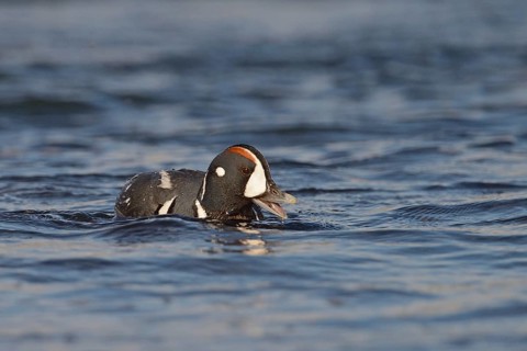 Harlequin duck