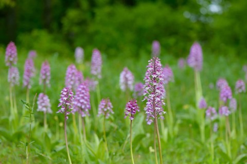 Northern marsh-orchid