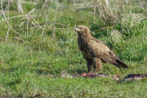Male Lesser spotted eagle