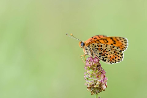 Spotted fritillary