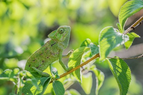 Mediterranean chameleon