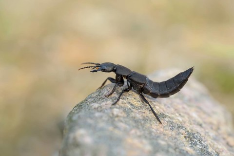 Devil's coach-horse beetle