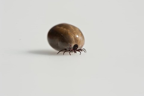 Wood tick