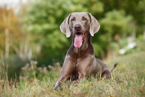Weimaraner
