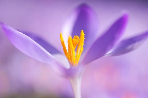 Close-up of a spring crocus