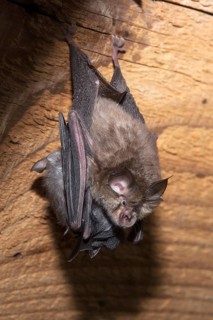 Lesser horseshoe bat