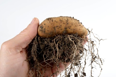 Potatoes