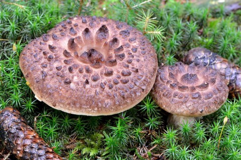 Shingled hedgehog