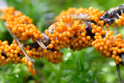 Lionfruit