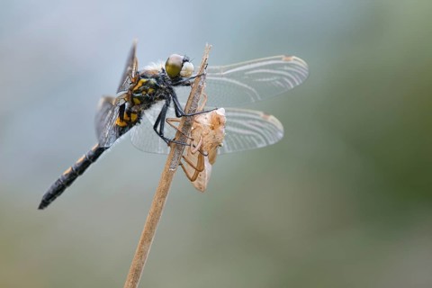 Black Darter