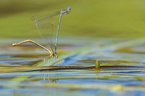 White-legged damselfly