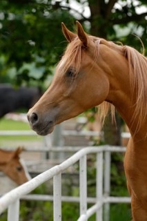 Arabian thoroughbred