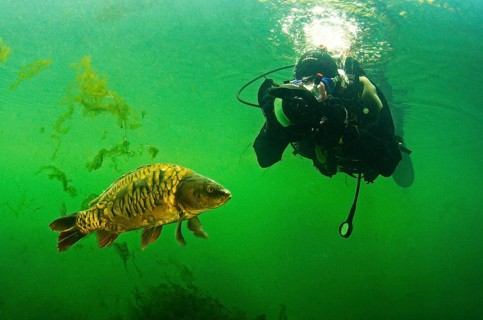 Diver with carp