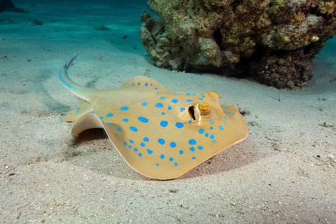 Bluespotted ribbontail ray