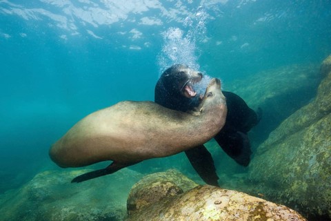 California sea lions