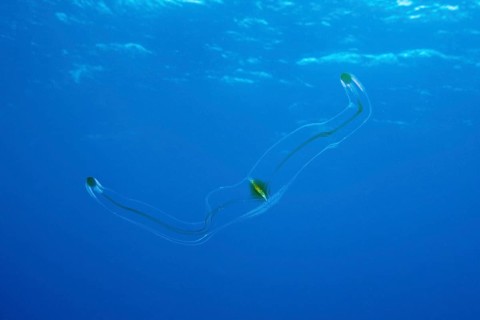 Venus belt ribbed jellyfish