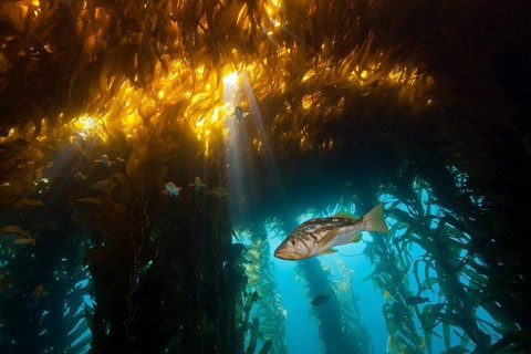 Kelp perch in kelp forest