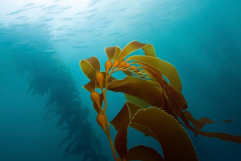Kelp Forest Giant Kelp