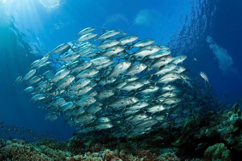 Shoal of bigeye spiny dogfish