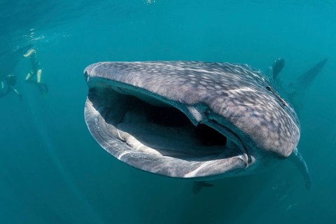 Whale shark