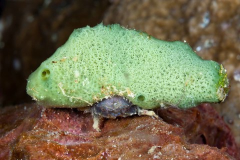 Small sponge crab