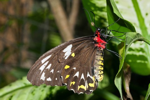 Female