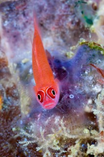 Ring-necked goby