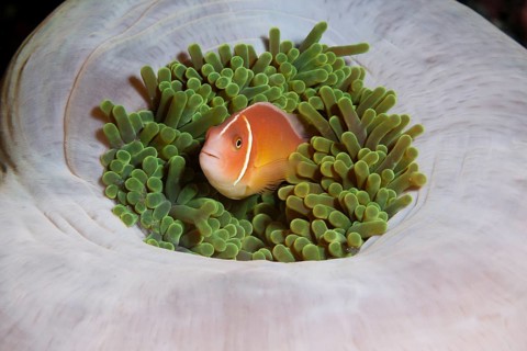 Pink skunk clownfish
