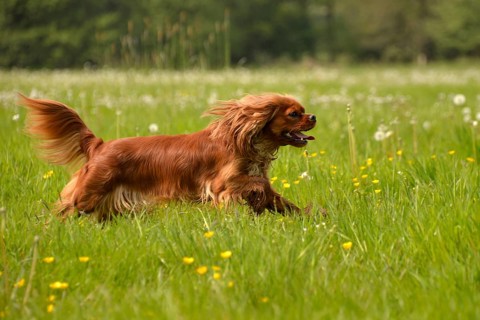 Cavalier King Charles Spaniel