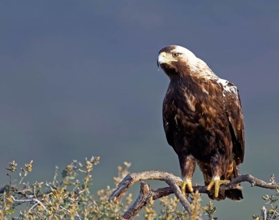 Spanish imperial eagle