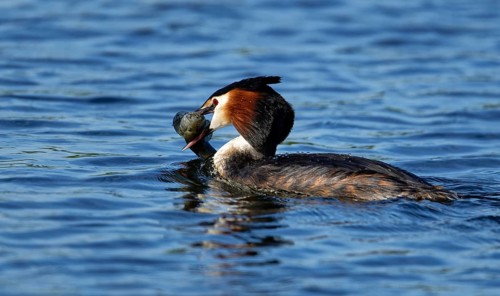 Great crested grebe