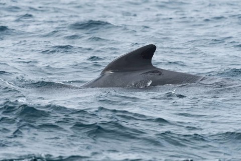 Long-finned pilot whale