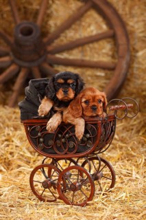 Cavalier King Charles Spaniel