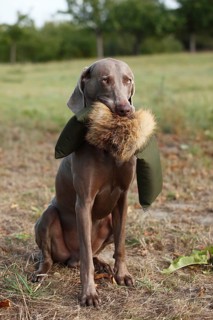 Weimaraner