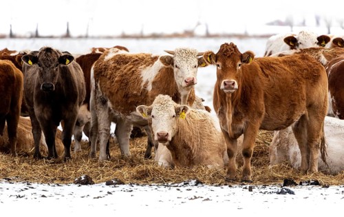Simmental cattle