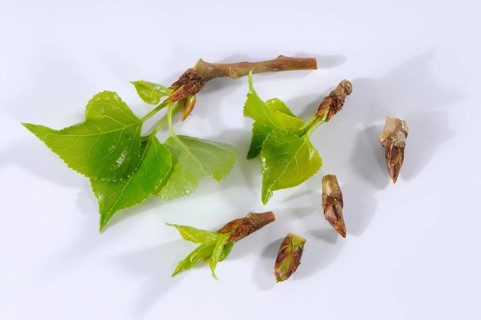 Black poplar