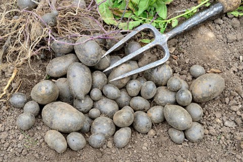 Potatoes