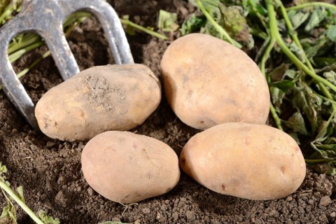 Potatoes