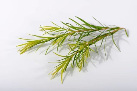 Tea tree