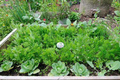 Organic garden