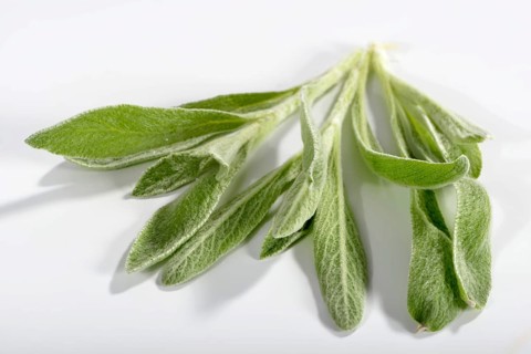 Greek mountain tea