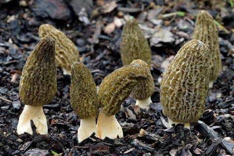 Black morel