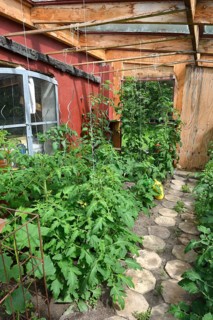 Tomatoes