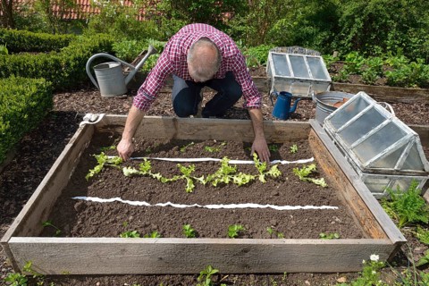 Planting vegetable patch with seed tape