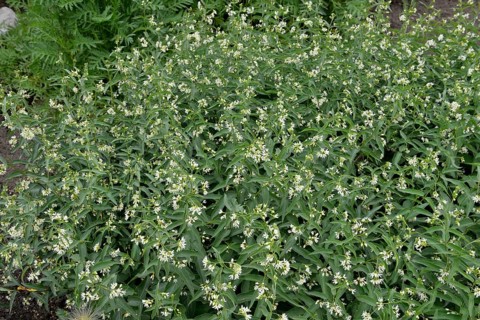 Vincetoxicum hirundinaria