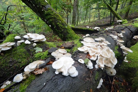 Porcelain fungus